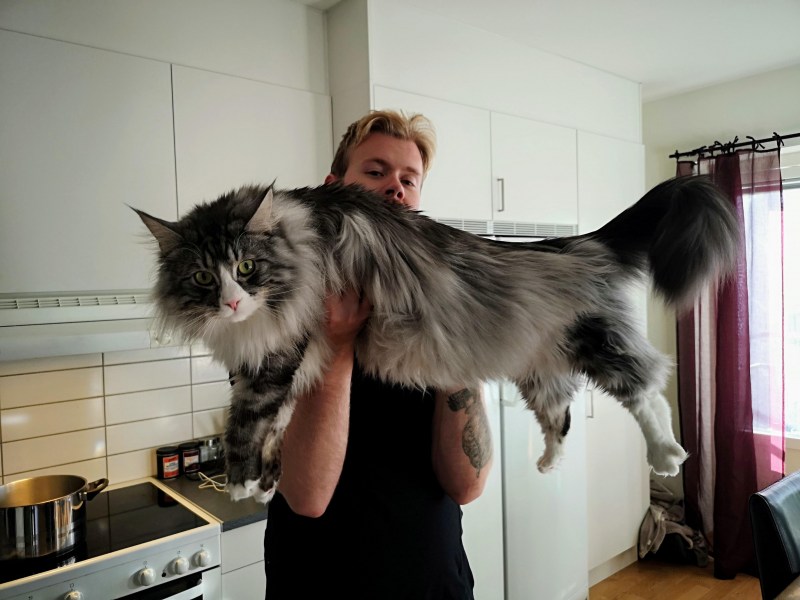 Кот Мейн кун с человеком