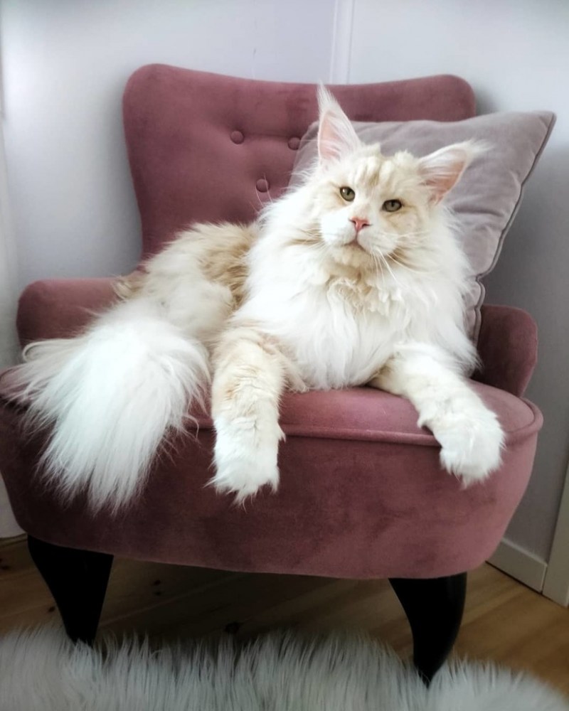 Большие коты Мейн кун