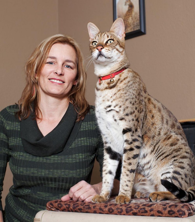 Кошка Ашера