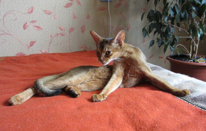 Кот абиссинец метис