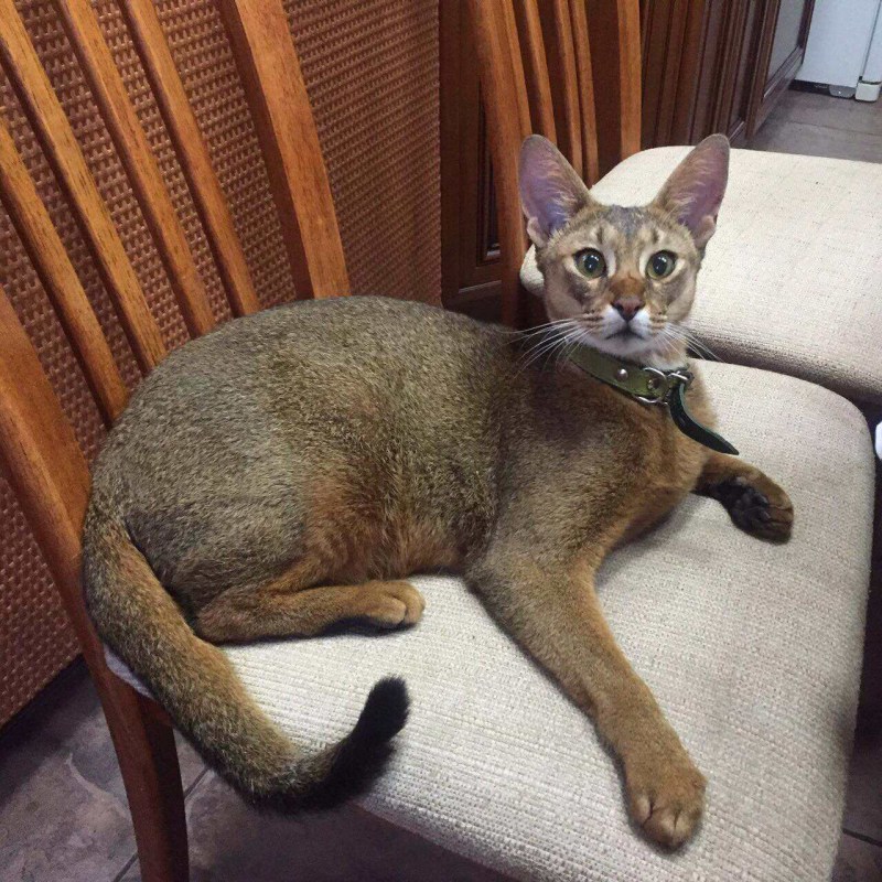 Абиссинская кошка черная