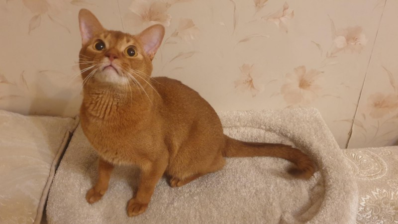 Абиссинская кошка
