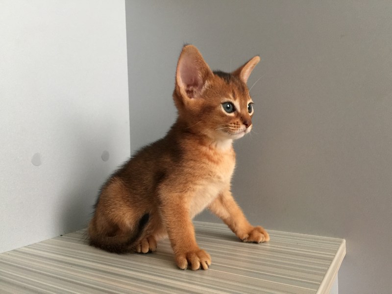 Абиссинская кошка Зула