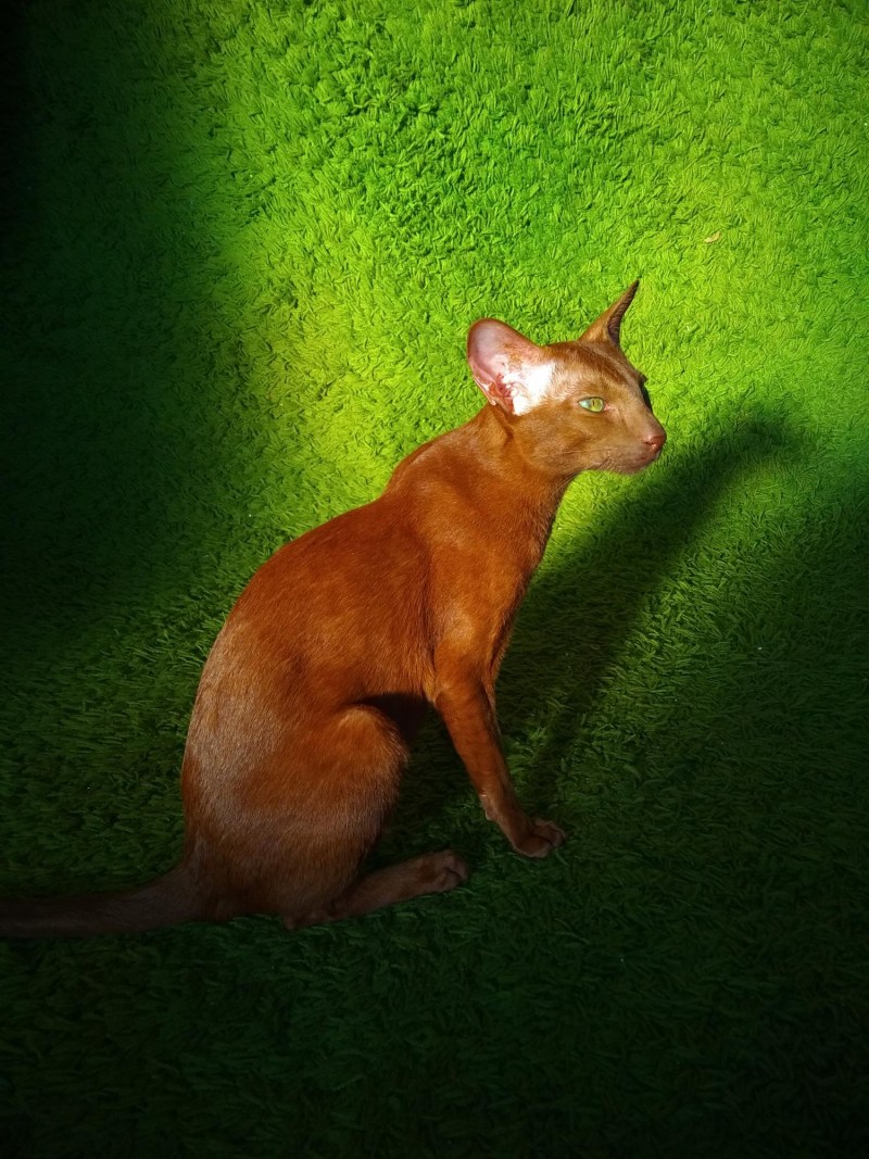Ориентальные коты циннамон