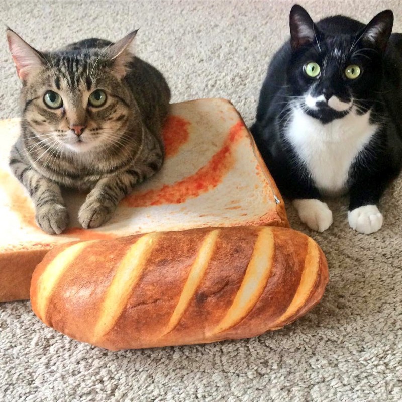 Кот в булке хлеба