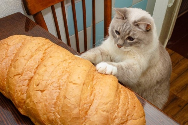 Котик булочка