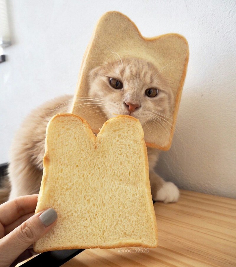 Смешные коты с хлебом
