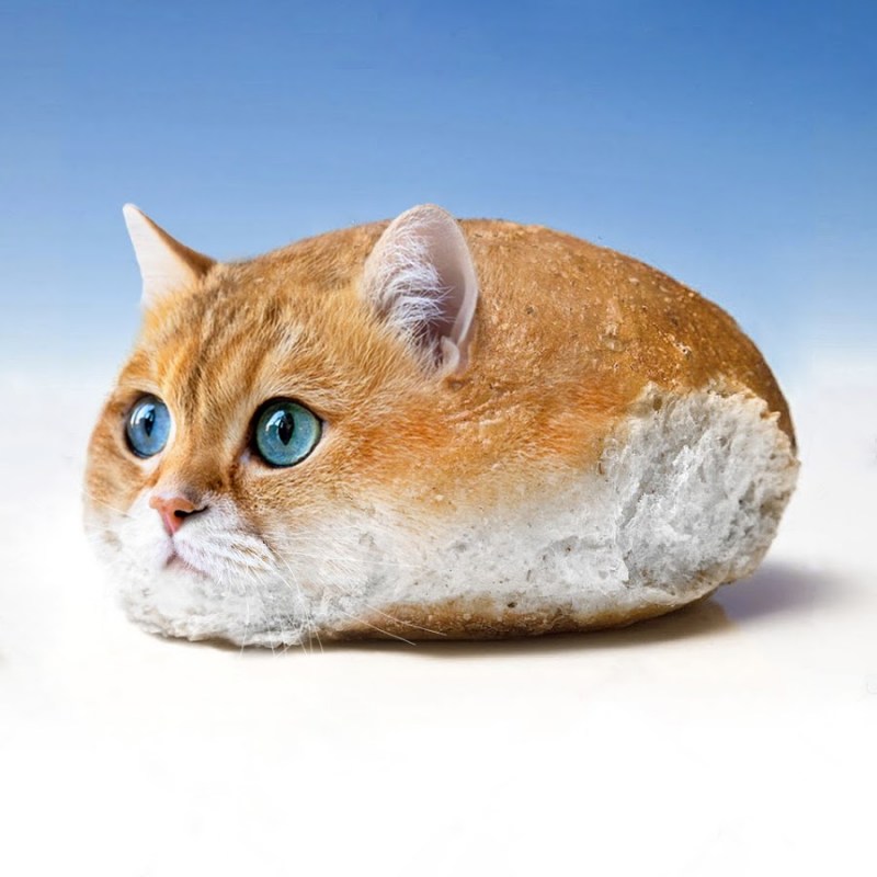 Котик в хлебе