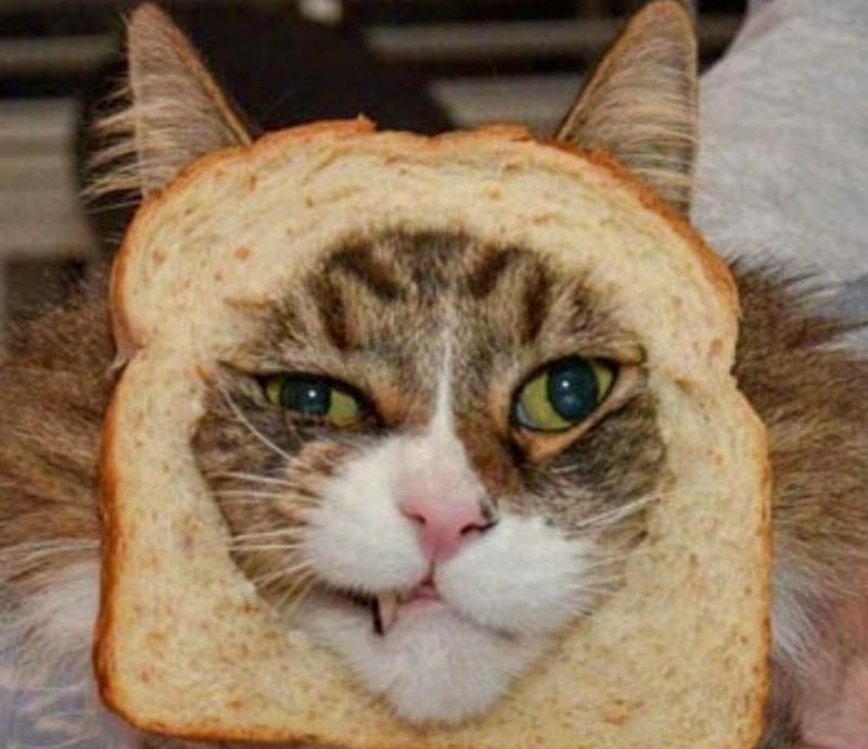 Кот хлеб