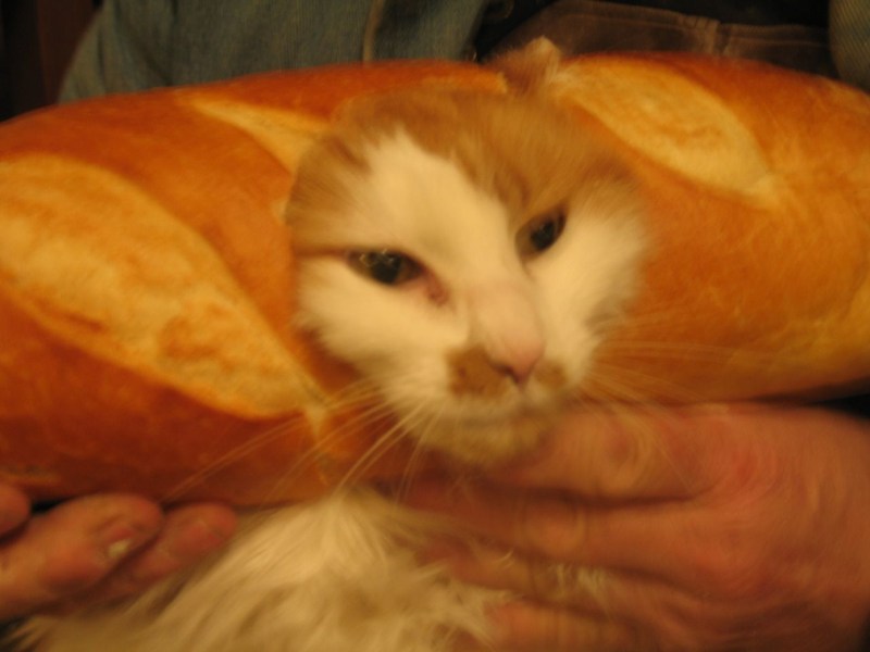 Звуки хлебного кота