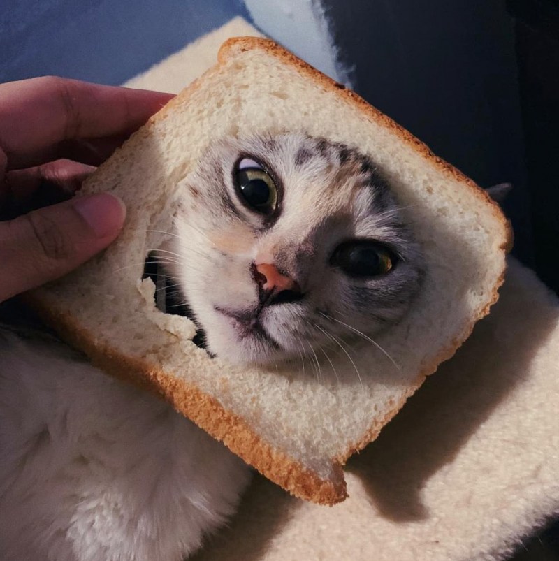 Смешные коты в хлебушке
