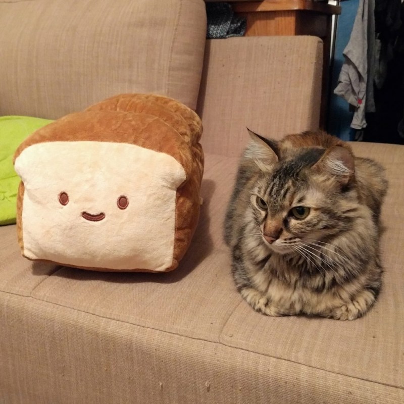 Котенок в хлебушке