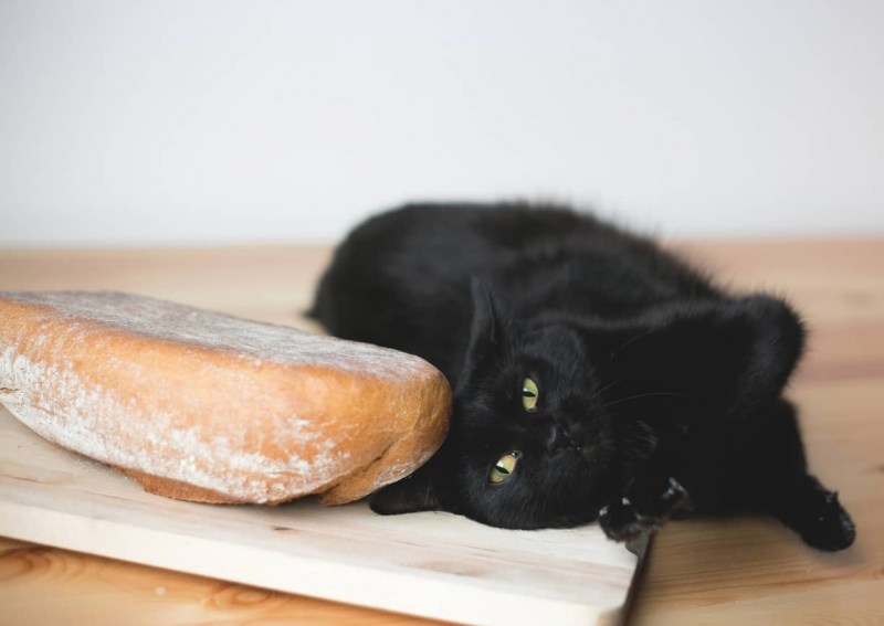 Котенок в хлебе