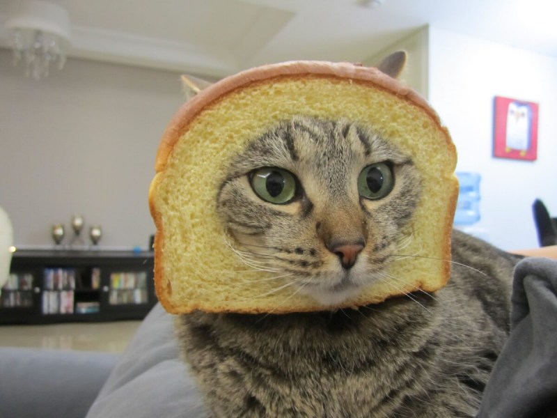 Кошка в хлебе