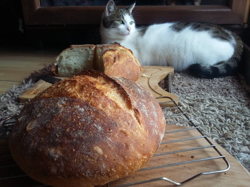 Кошечка хлебушки