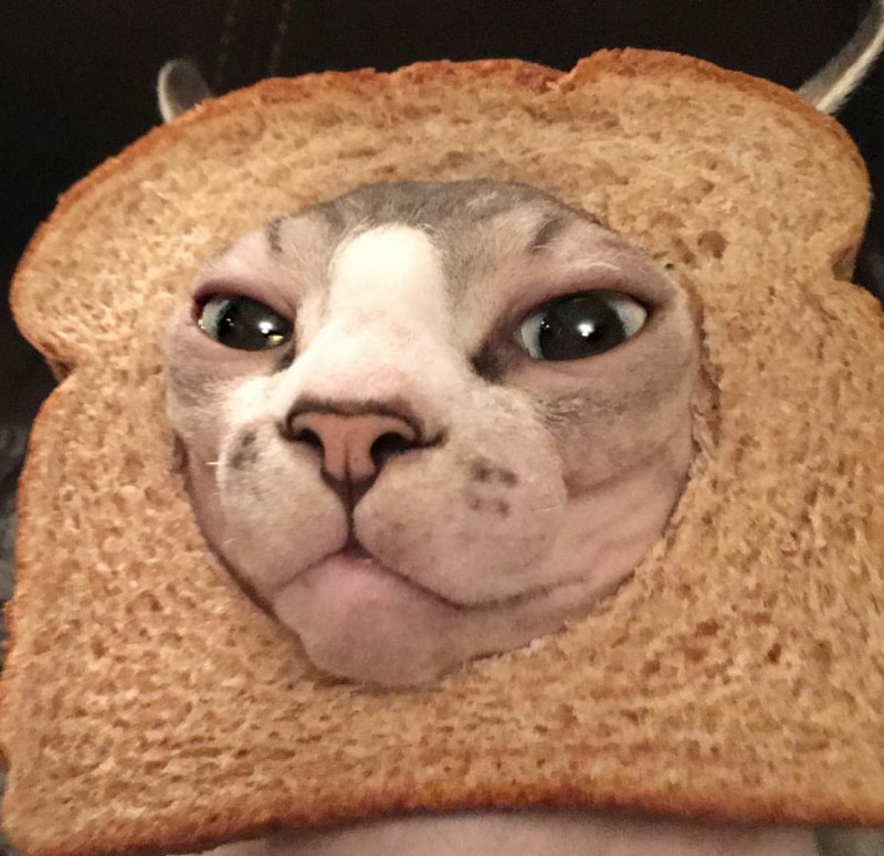 Коты в хлебе