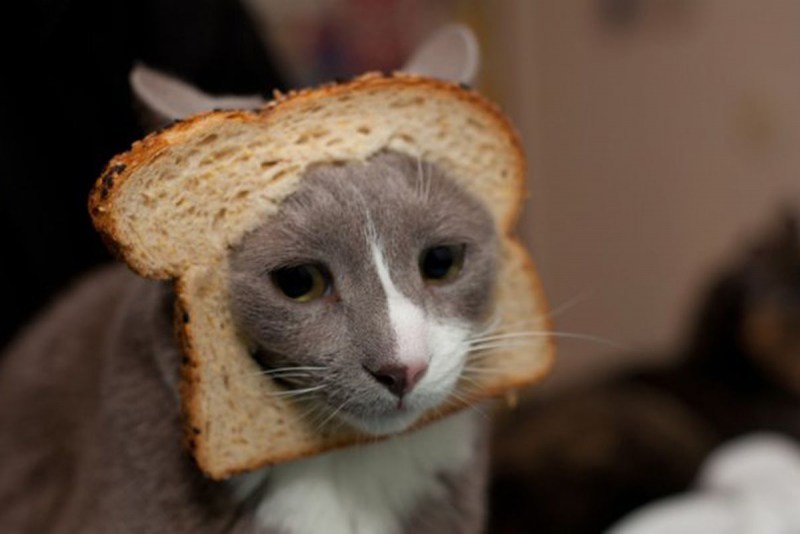 Котик с хлебушком на голове