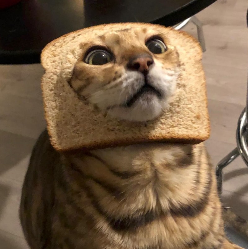 Кот в хлебушке