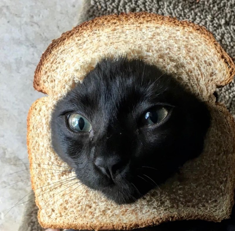 Кот с хлебушком на голове