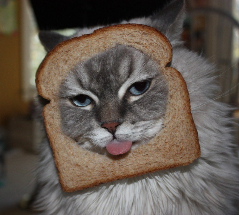 Котик в хлебушке