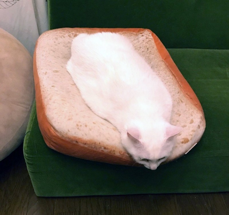 Кот и хлеб с маслом