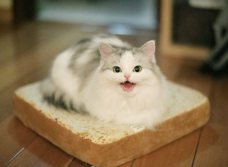 Котенок в хлебе