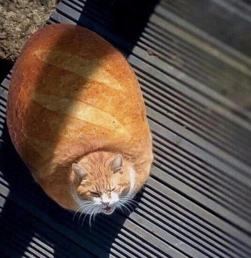 Смешные толстые коты