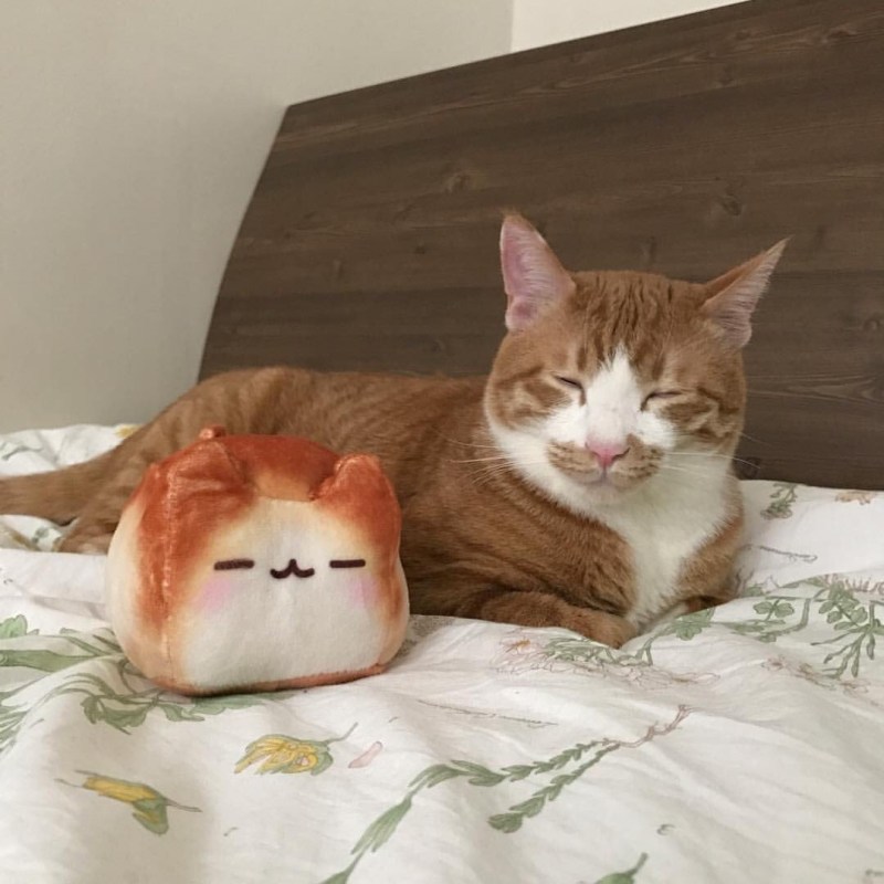 Кошачья Буханка