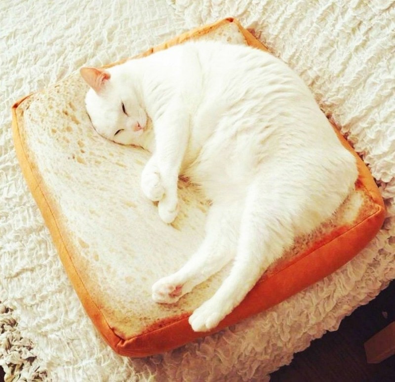 Кошка лежит на подушке
