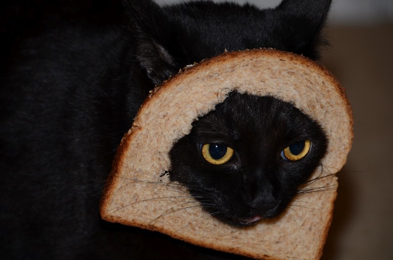 Котик в хлебушке