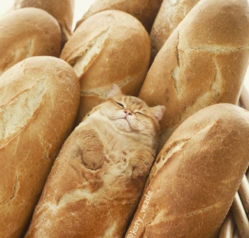 Кошка батон
