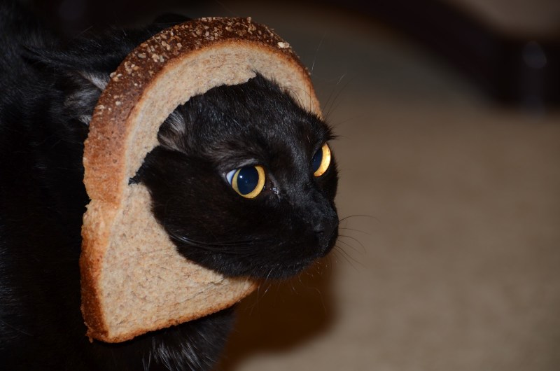 Самый смешной котик в хлебе