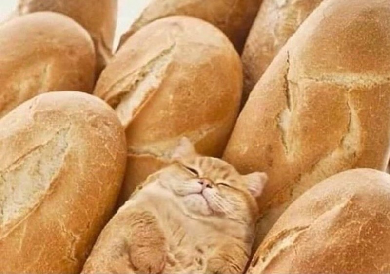 Кот булочка