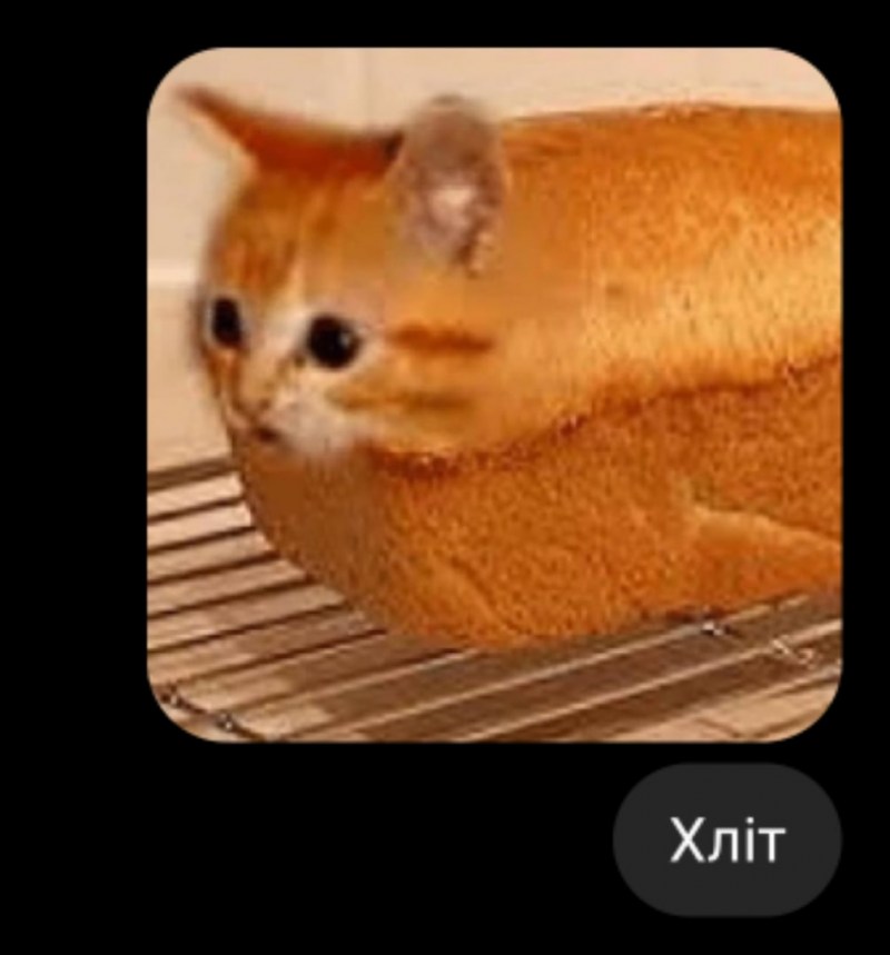 Кот в булке хлеба