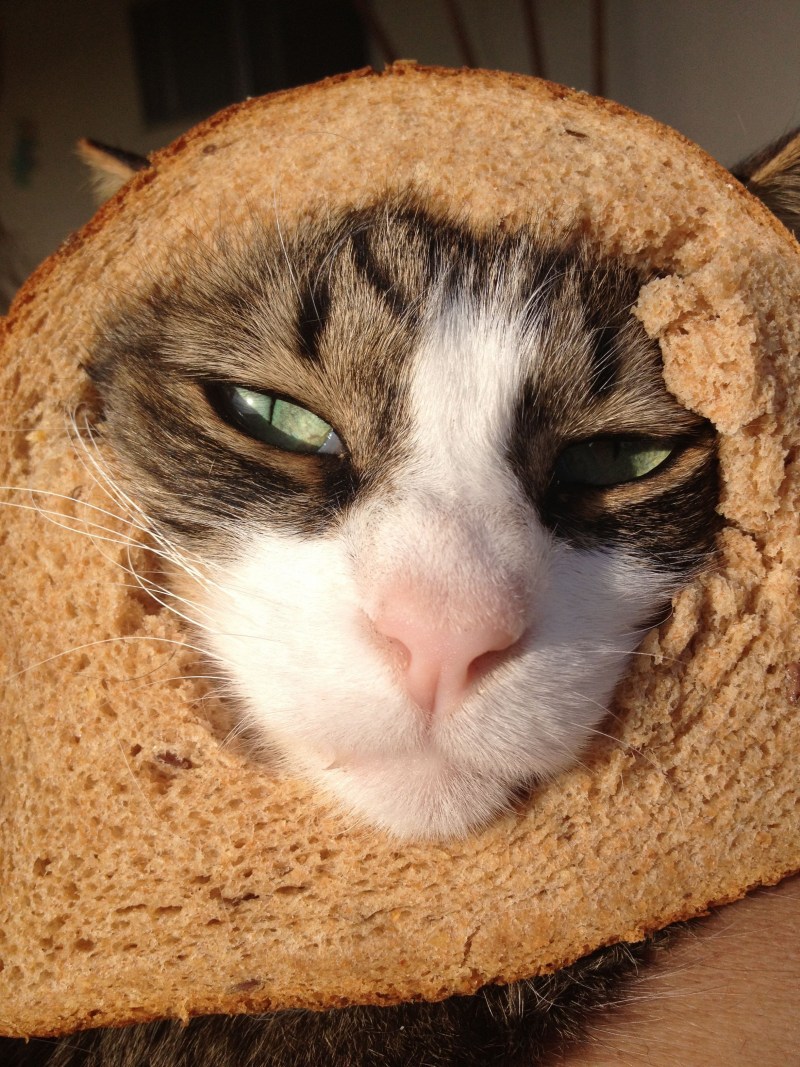 Кошка булочка