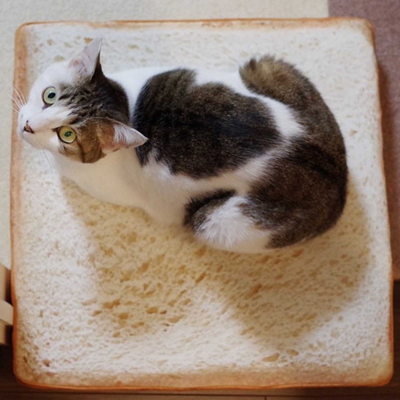 Кошка в хлебе