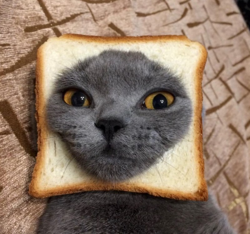 Котик в хлебушке