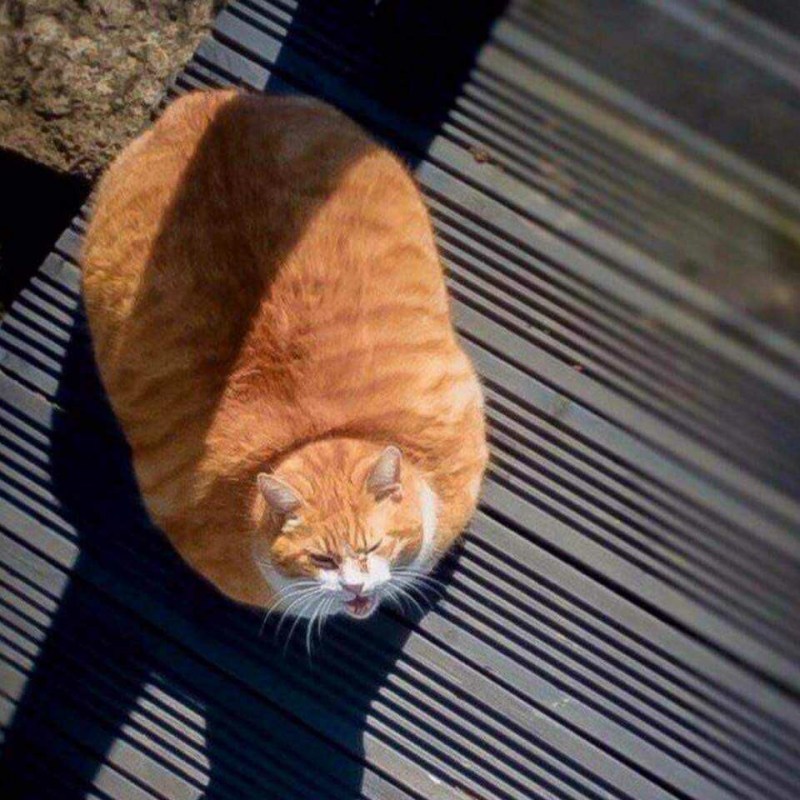 Кошка батон