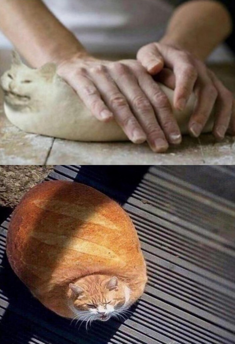 Кот в буханке хлеба