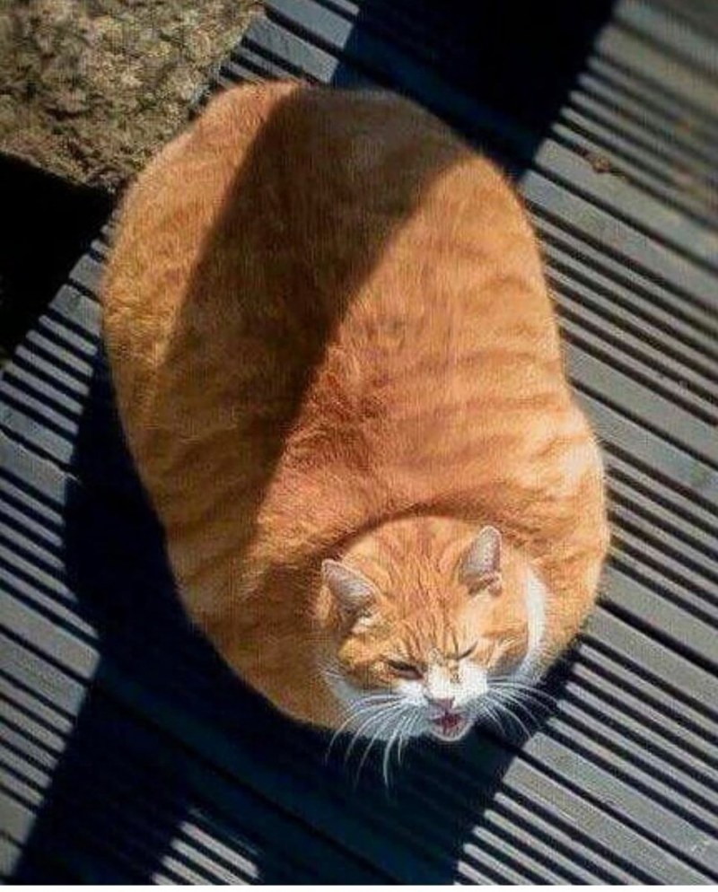Кот Буханка