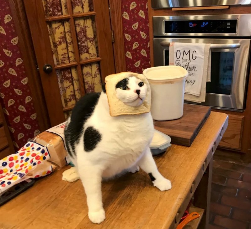Котик в хлебушке