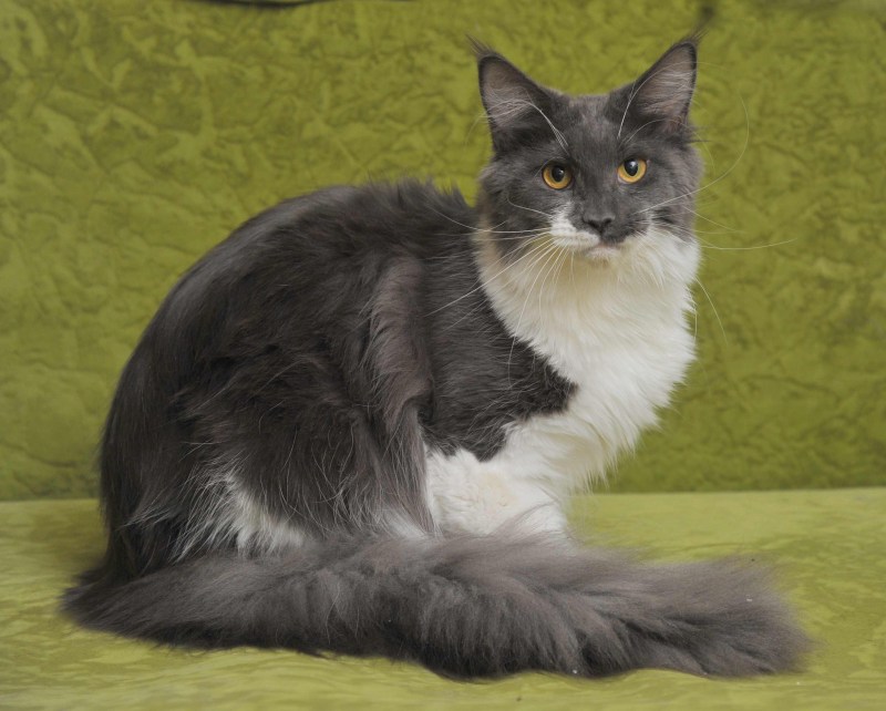Мейн кун Robert Sijka