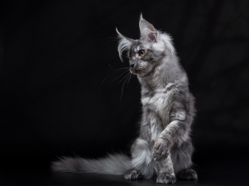 Кошка Мейн кун серая