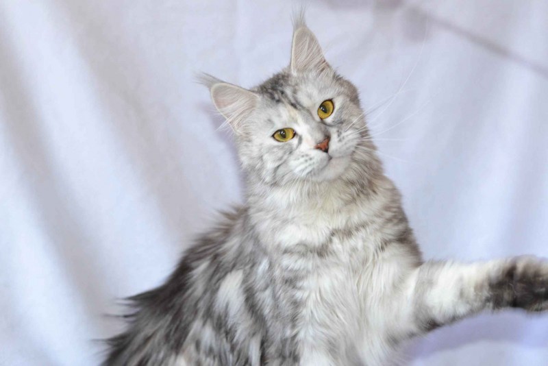 Кот Мейн кун серый