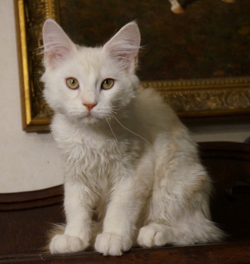Котята Мейн куна серые с белым