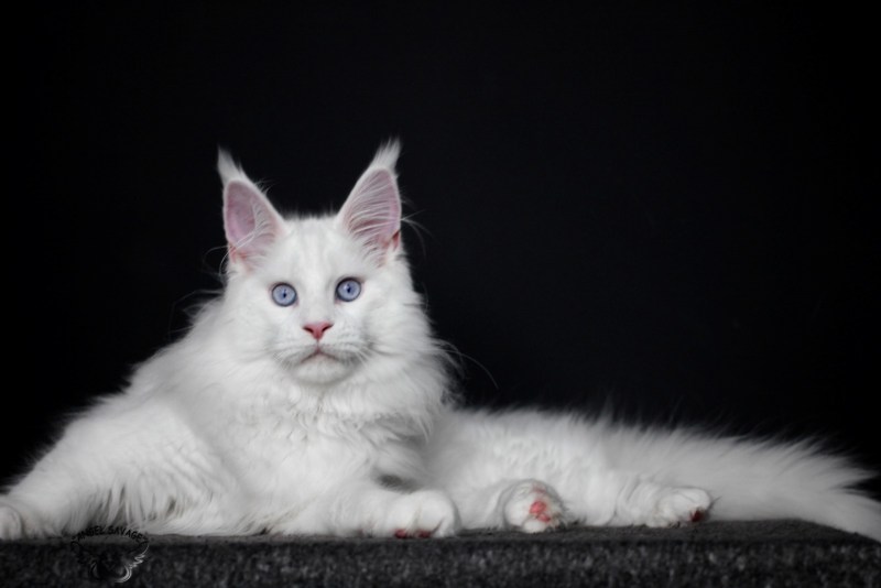 Норвежская Лесная кошка дымчатая