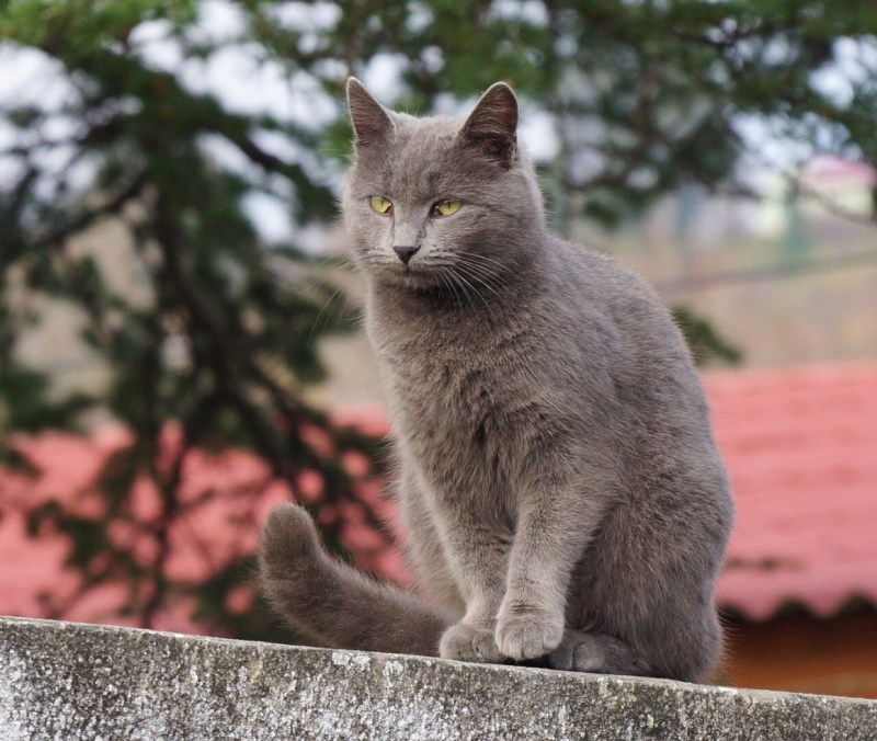 Беспородные кошки