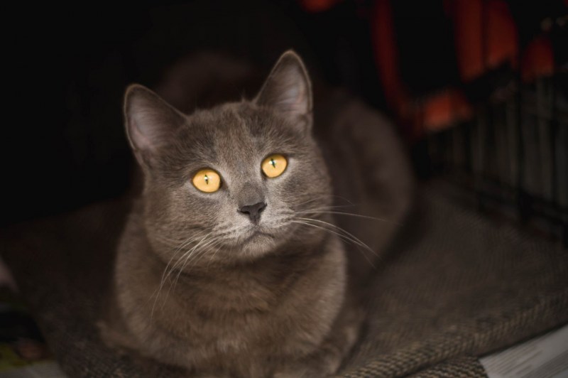 Британская дымчатая кошка
