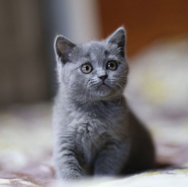 Нибелунг короткошерстный