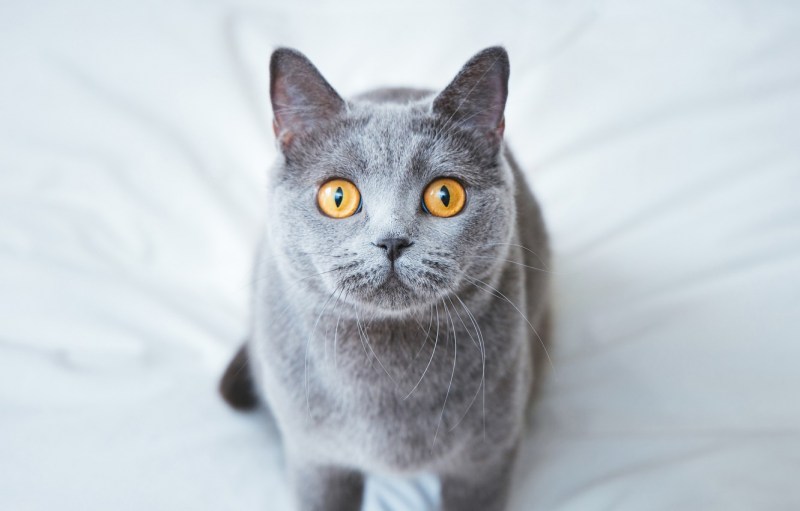 Кошка Британская гладкошёрстная серая
